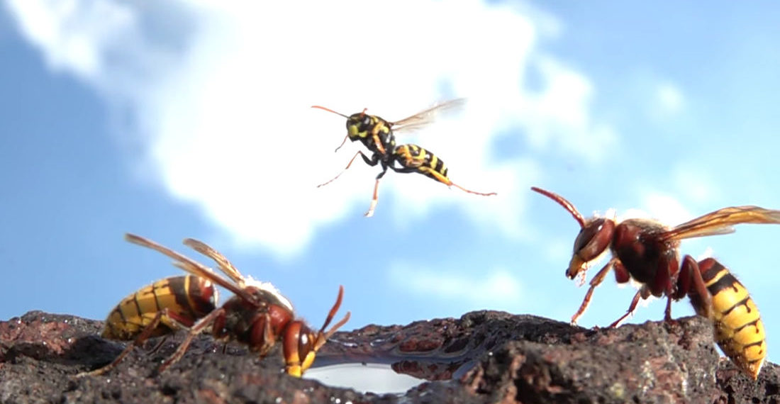 Whoa: Macro Video Of Hornets Flying In Slow Motion