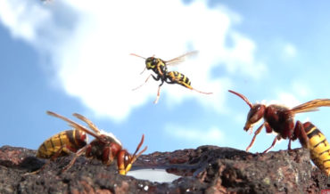 Whoa: Macro Video Of Hornets Flying In Slow Motion