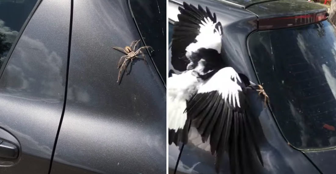 Bird Saves Woman From Giant Spider On Car