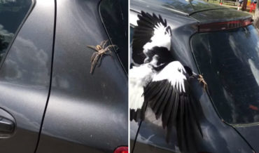 Bird Saves Woman From Giant Spider On Car