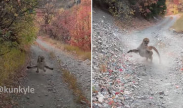 You Chose A Bad Day To Nature: Mountain Lion Stalks Man For Six Minutes During Hike