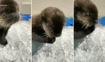 Precious Moments: Video Of A Baby Otter Eating Ice