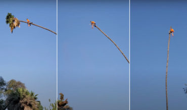 Arborist Cuts Top Off 100-Foot Palm Tree, Rides Resulting CatapuIt Like A Cowboy