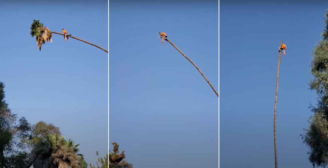 Arborist Cuts Top Off 100-Foot Palm Tree, Rides Resulting CatapuIt Like A Cowboy