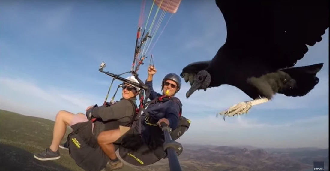 Trained Vulture Lands On Paraglider’s Selfie Stick While Guiding Them To Updraft