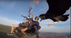 Trained Vulture Lands On Paraglider's Selfie Stick While Guiding Them To Updraft