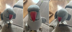 Parrot Throws Tantrum When Owner Says She's Going To Step Out For A Few