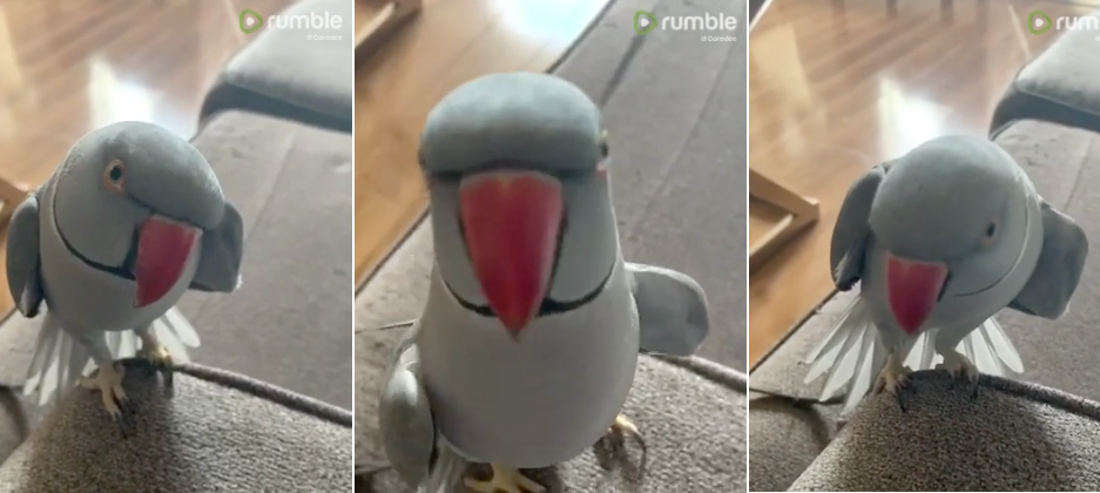 Parrot Throws Tantrum When Owner Says She’s Going To Step Out For A Few