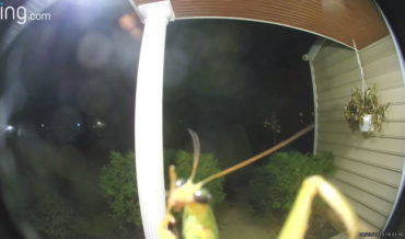 I’m With The Church: Praying Mantis Triggers Ring Doorbell Cam