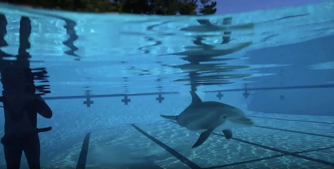Ultra-Realistic Robotic Dolphin Developed To Replace The Real Ones In Captivity