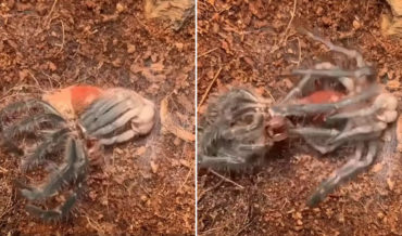 Probably The Freakest Tarantula Molting Timelapse I’ve Seen