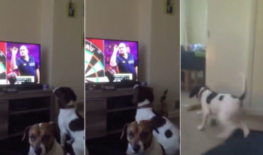 Awww: Dog Thinks Dart Players On Television Are Playing Fetch With Him
