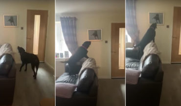 Prepare To Cry: Dog Recognizes Painting Of Deceased Brother
