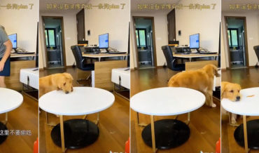 Dog Performs Clever ‘I Didn’t Already Eat My Treat’ Trick