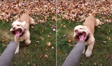 Good Boy!: Dog Tries To Battle Leaf Blower