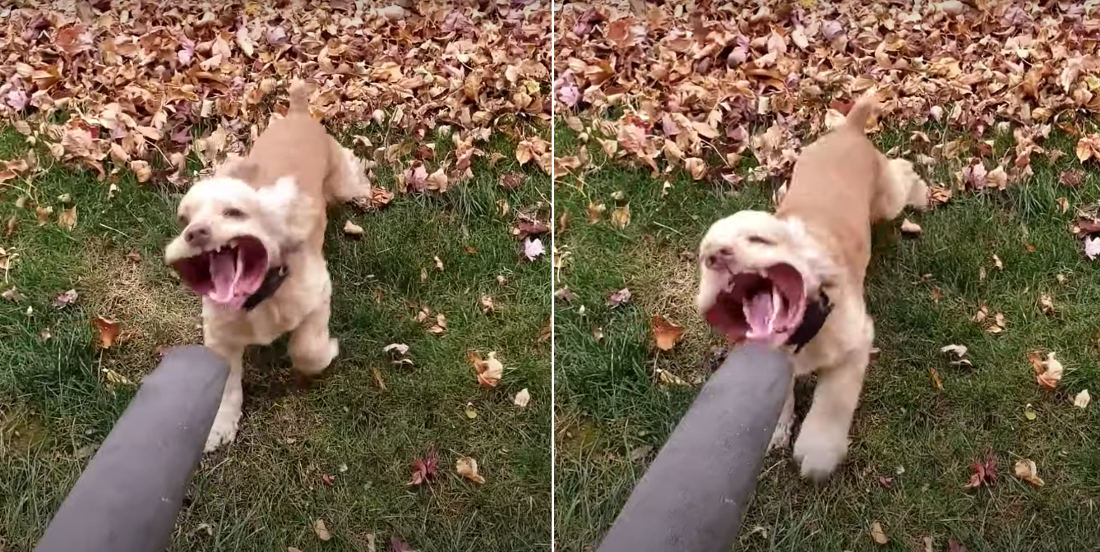 Good Boy!: Dog Tries To Battle Leaf Blower