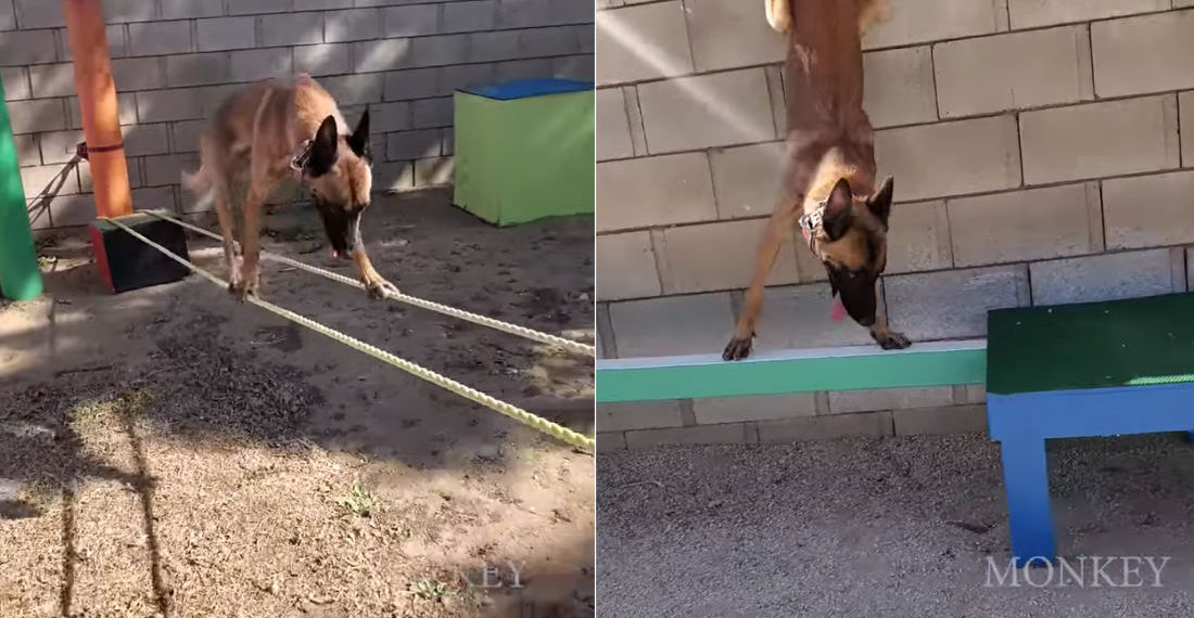 Monkey The Dog Versus Ninja Warrior Style Obstacle Course