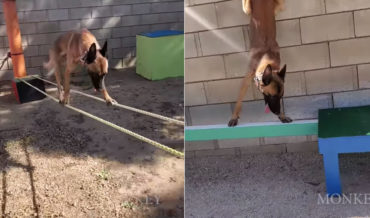 Monkey The Dog Versus Ninja Warrior Style Obstacle Course