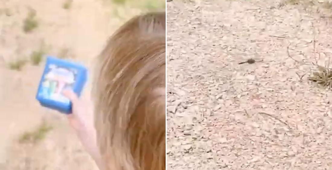 Awww: Kid Asks If Dragonfly Is A Baby Helicopter