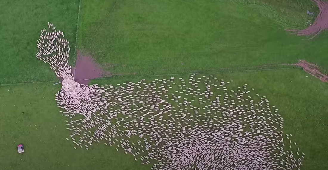 Drone View Of Thousands Of Sheep Being Expertly Herded By Sheepdogs