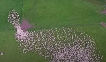 Drone View Of Thousands Of Sheep Being Expertly Herded By Sheepdogs