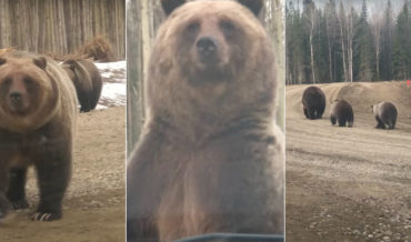 Grizzly Bear Stands Up In Front Of Truck, Shows Full Size
