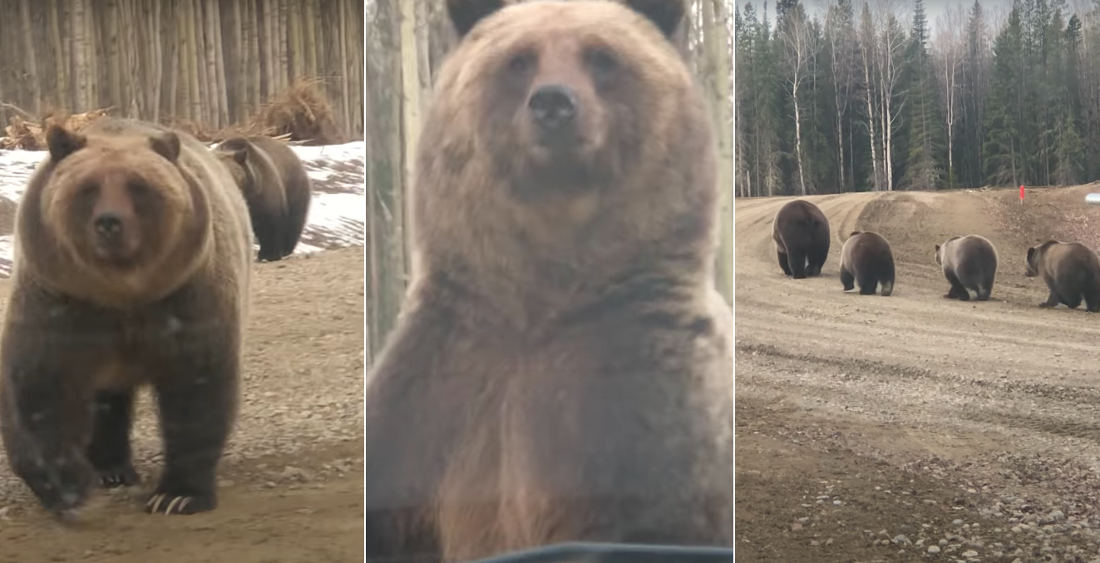 Grizzly Bear Stands Up In Front Of Truck, Shows Full Size