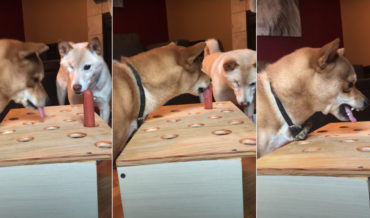 Dog Gets Frustrated Playing Whac-A-Mole With Hot Dog