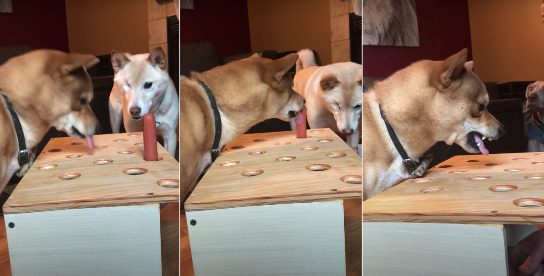 Dog Gets Frustrated Playing Whac-A-Mole With Hot Dog