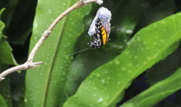 Timelapse Of Monarch Butterfly Emerging From Chrysalis