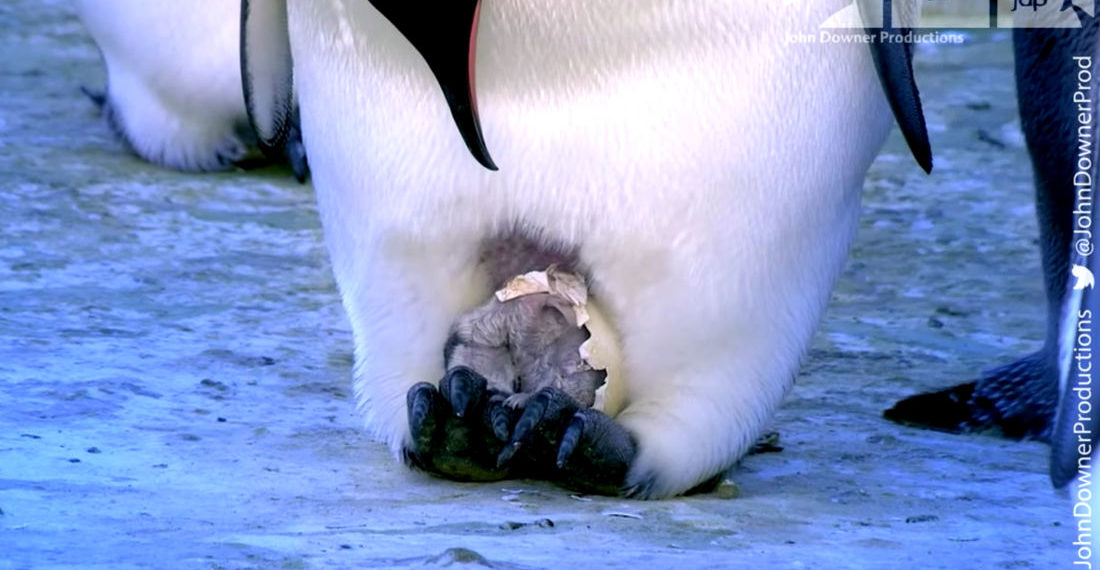 Robotic Spy Penguin Captures Moment Of Emperor Penguin Hatching