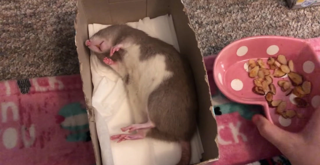 Pet Rat Sleeping In Tissue Box Refuses To Wake Up For Anything But Treats