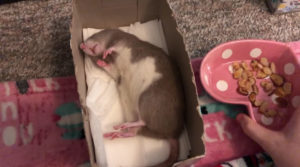 Pet Rat Sleeping In Tissue Box Refuses To Wake Up For Anything But Treats