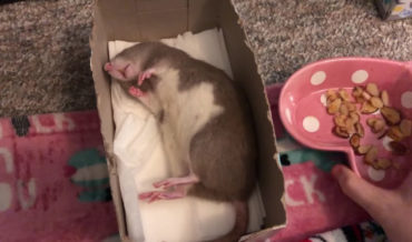 Pet Rat Sleeping In Tissue Box Refuses To Wake Up For Anything But Treats
