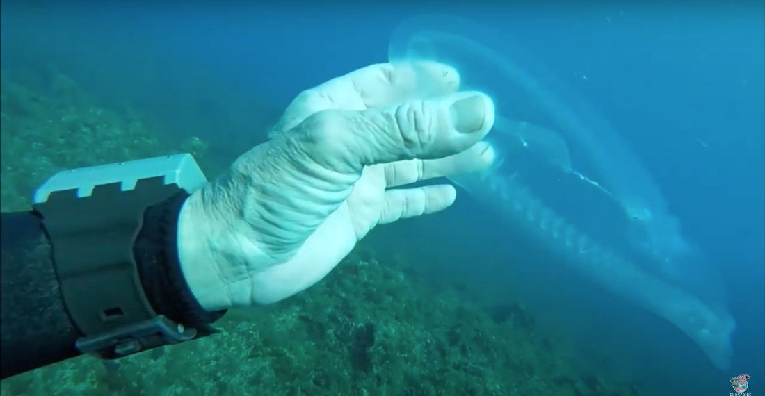 Diver Discovers Transparent Fish-Like Creature