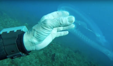 Diver Discovers Transparent Fish-Like Creature