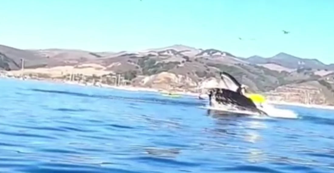 Holy Smokes!: Humpback Whale Almost Swallows Kayakers