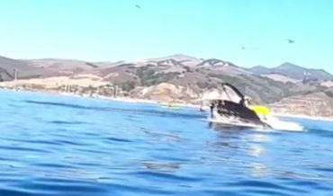 Holy Smokes!: Humpback Whale Almost Swallows Kayakers