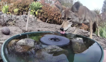 A Video Compilation Of All The Wildlife That Visits A California Backyard Fountain