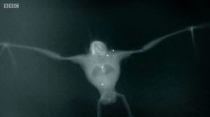 Slow Motion And X-Ray Footage Of Bats Flying