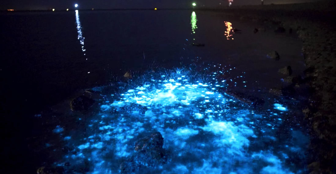 Beatiful Footage Of A Bioluminescent Beach In The Netherlands
