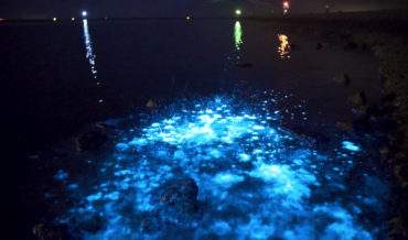 Beatiful Footage Of A Bioluminescent Beach In The Netherlands
