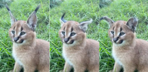 Whoa!: A Caracal Kitten Performs A Perfect Ear Flick