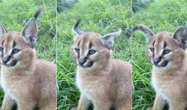 Whoa!: A Caracal Kitten Performs A Perfect Ear Flick