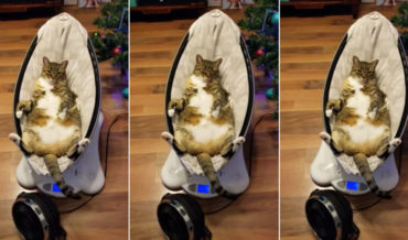 Fat Cat Relaxes Belly-Up In Automatic Baby Rocker