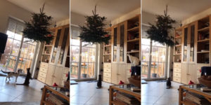 Hanging Christmas Tree Fails To Deter Cat Attack