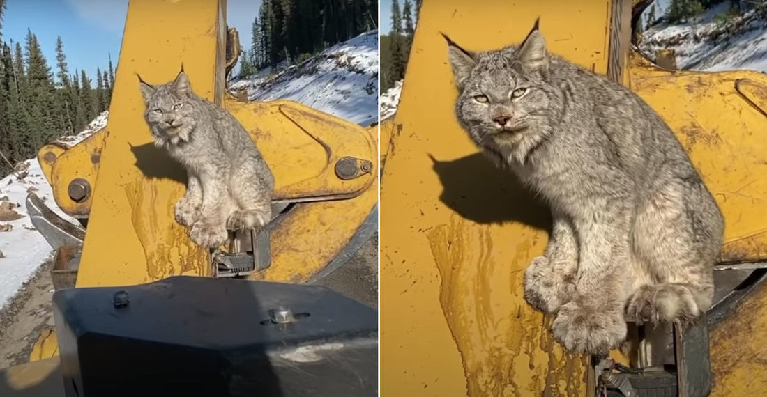 Lynx Climbs Heavy Machinery To Get Better Look At Human