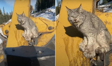 Lynx Climbs Heavy Machinery To Get Better Look At Human
