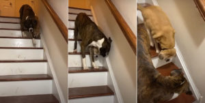 Awww: Dog Helps Blind Friend Down Stairs