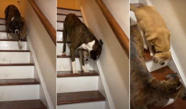 Awww: Dog Helps Blind Friend Down Stairs